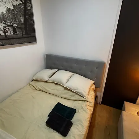 Des Tulipes In 巴黎